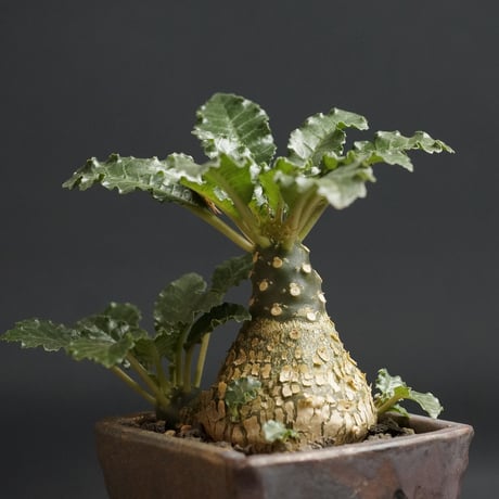 "Dorstenia horwoodii hyb" ドルステニア ホルウッディ ハイブリッド オリジナル陶器鉢付　管理1196
