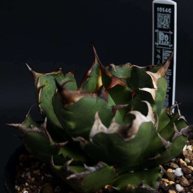 アガベ チタノタ　コンパクタ　中株　子株付き Agave titanota compacta