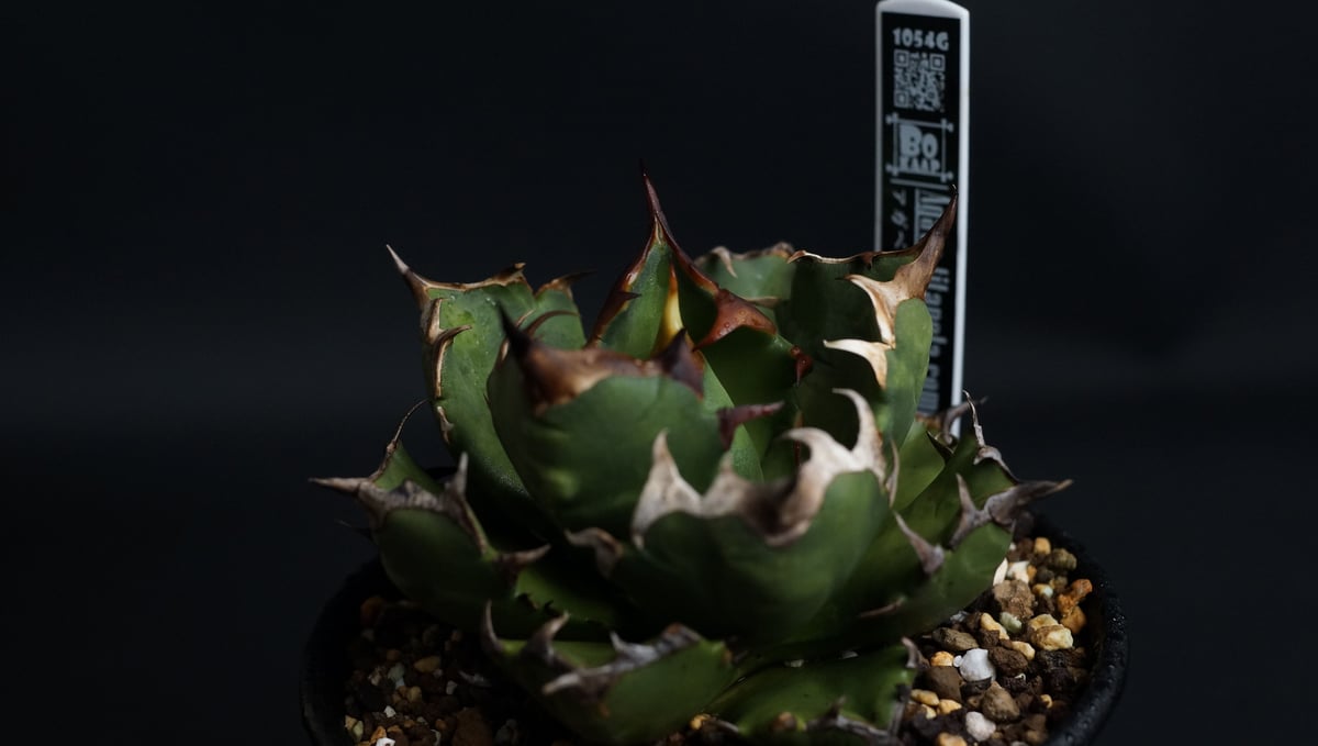 アガベ チタノタ　コンパクタ　中株　子株付き アガベ チタノタ コンパクタ 子株二個つき - メルカリ