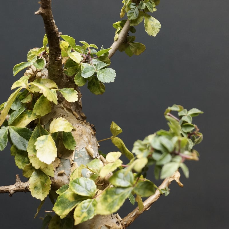 Commiphora kataf var. turkanensis