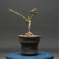 Boswellia sacra