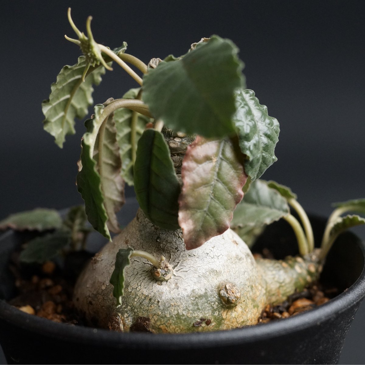 アイキャン 様専用Dorstenia foetida variegated(Dorstenia アイキャン 様専用Dorstenia foetida variegated(Dorstenia