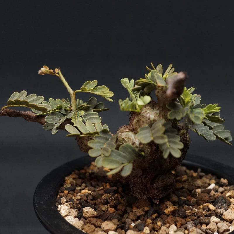Senna meridionalis