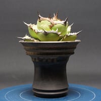 アガベ チタノタ【鯊魚劍】 "agave titanota" 管理2612