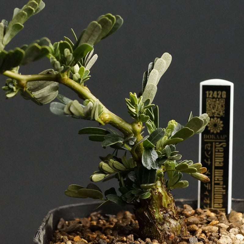 Masaさん専用グラキリス＋センナメリディオナリス Masaさん専用