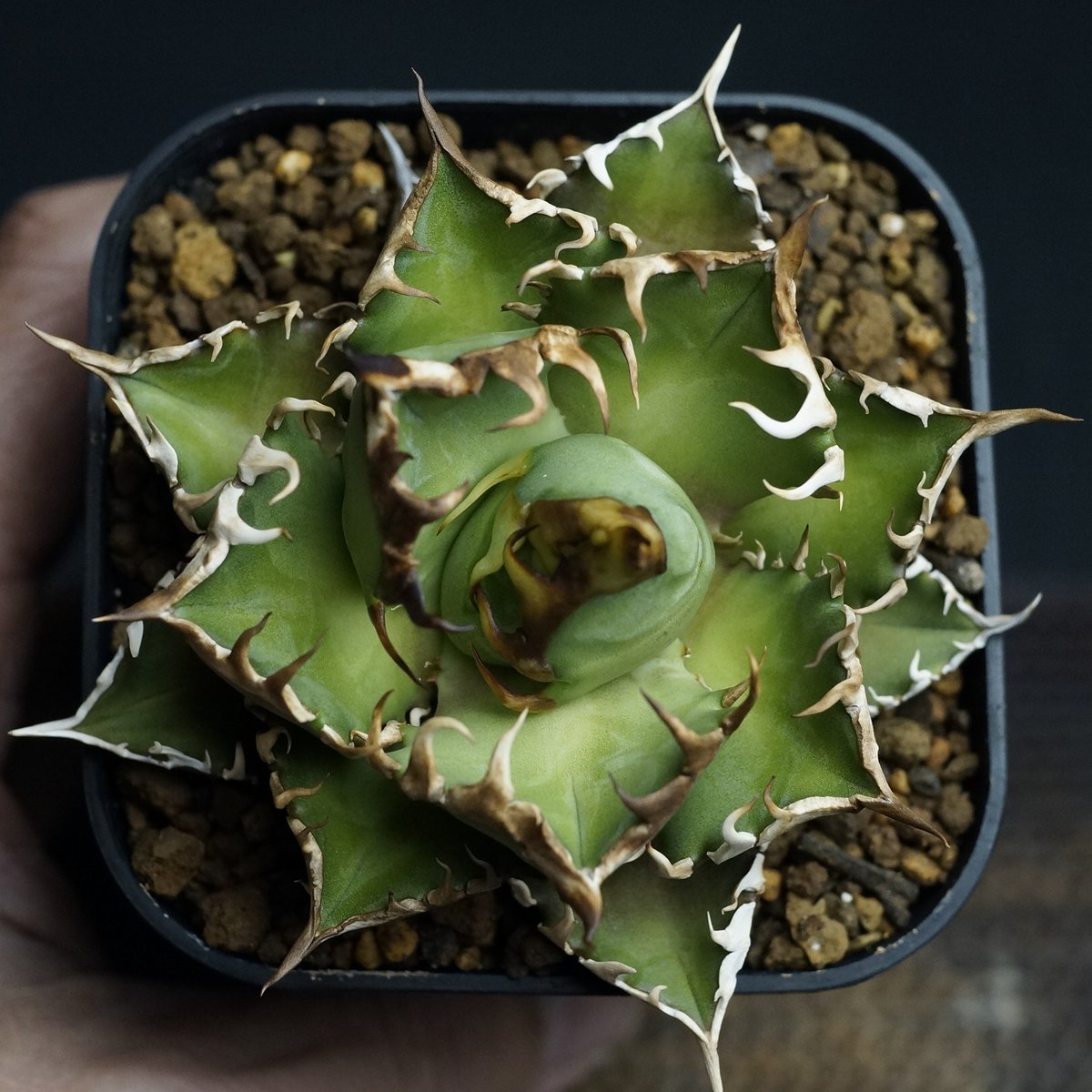 Agave titanota 'Red Catweezle'