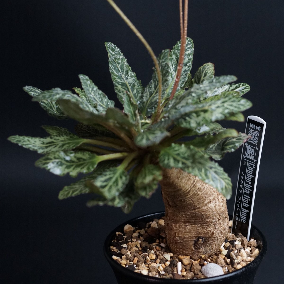 Euphorbia fish bone