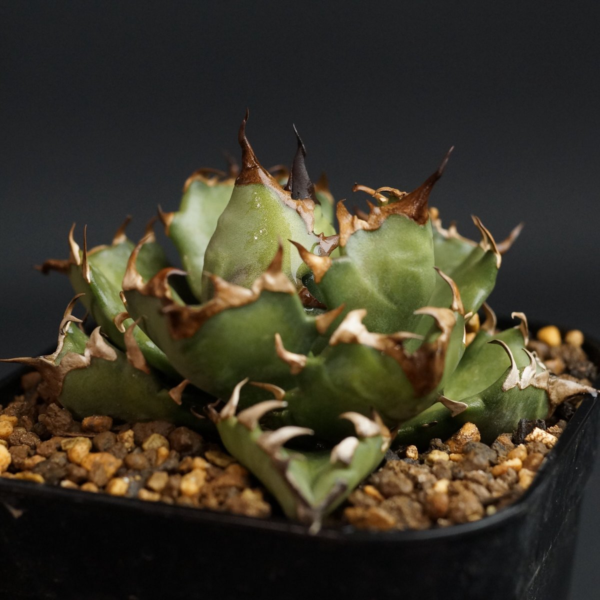 Agave titanota Agave titanota