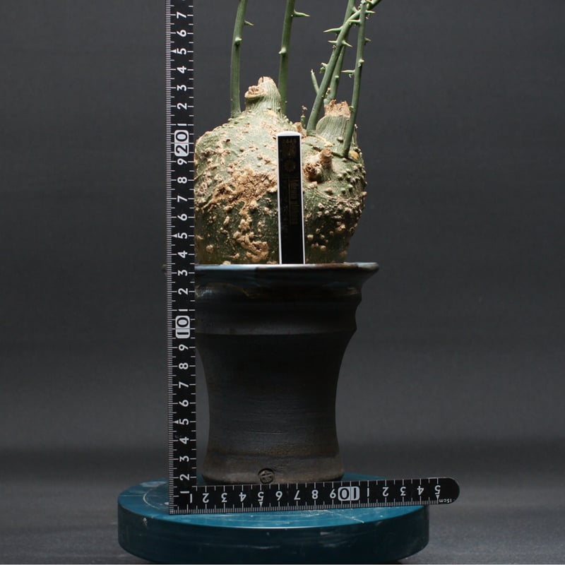 アデニア・グロボーサ Adenia globosa 大株 アデニア グロボーサ 