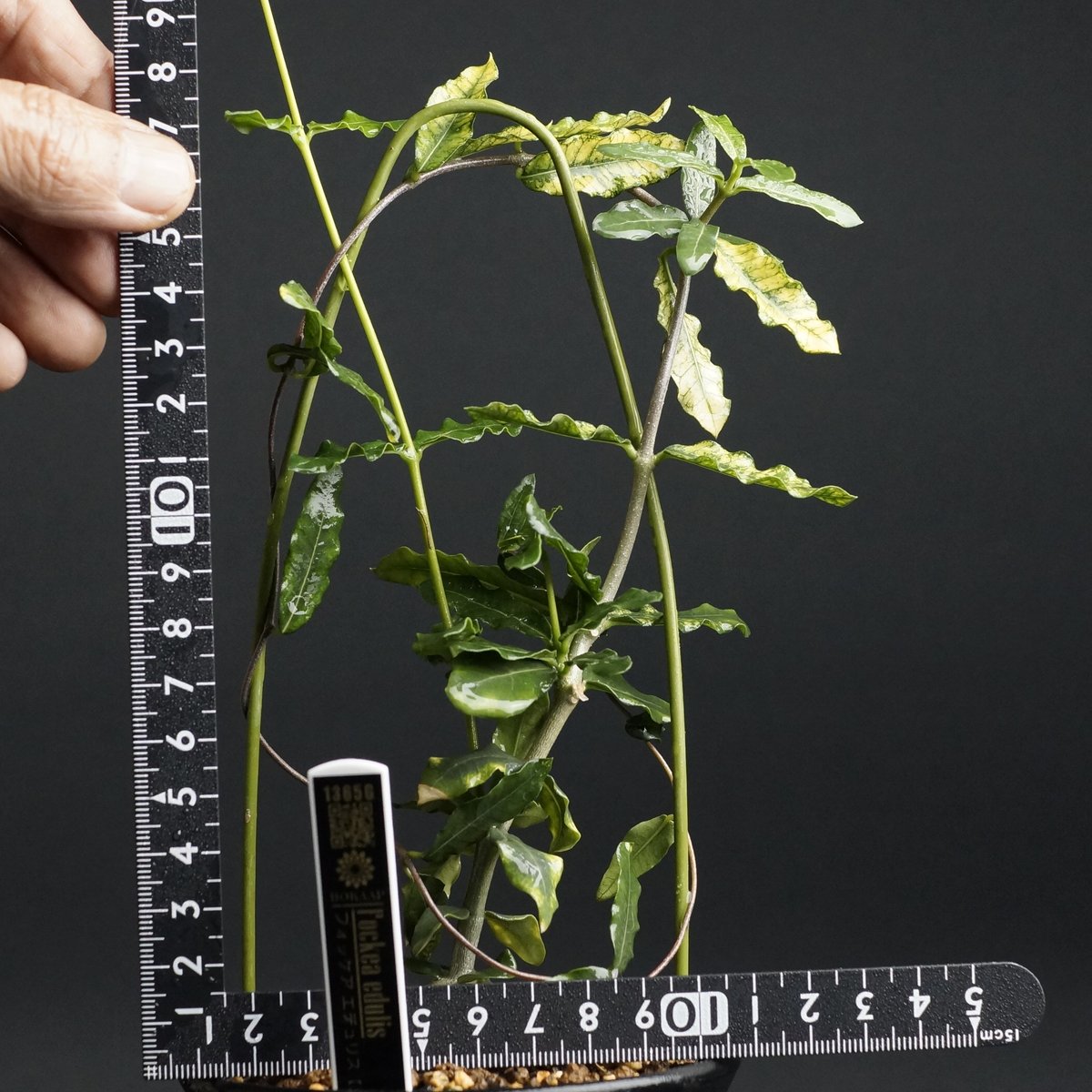 フォッケア エデュリス 火星人 Fockea edulis 抜き苗 Fockea edulis