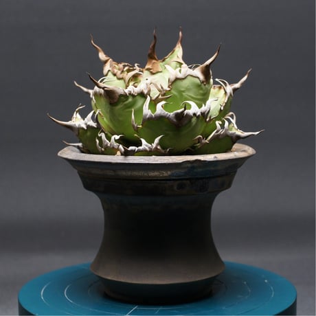 アガベシーザー | STORES