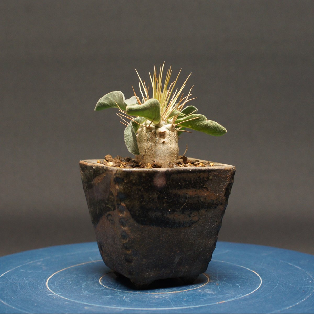 CactusGreen産 パキポディウム ナマクアナム - 光堂 CactusGreen産 パキポディウム ナマクアナム - 光堂 Pachypodium
