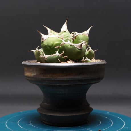 アガベsad | STORES