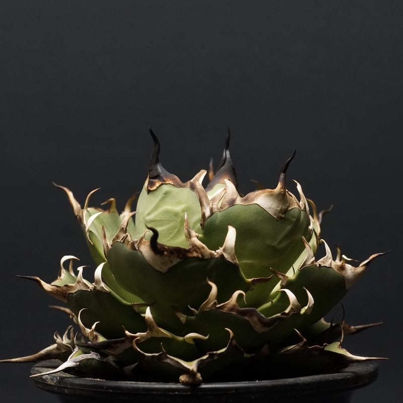 Agave titanota