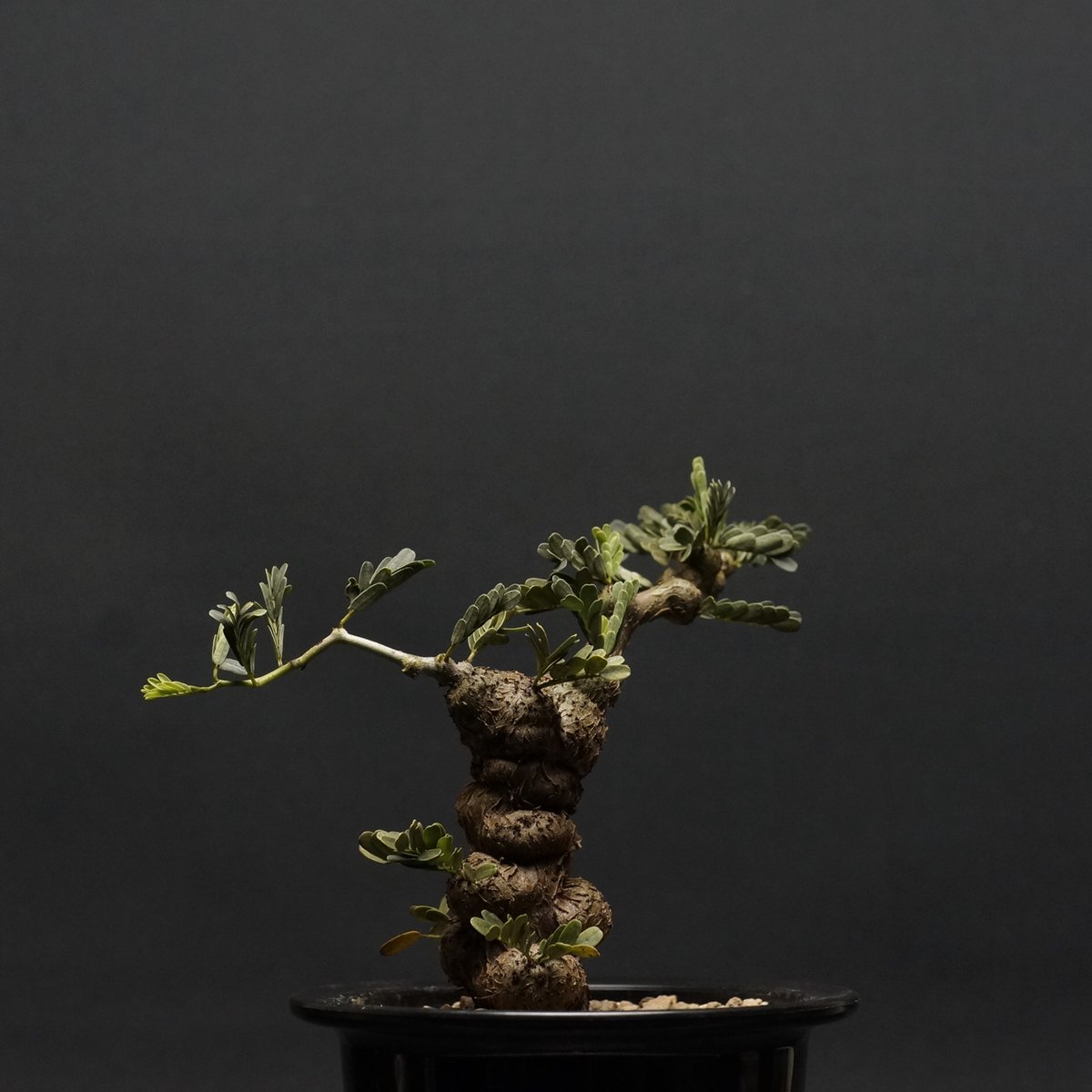 Senna meridionalis