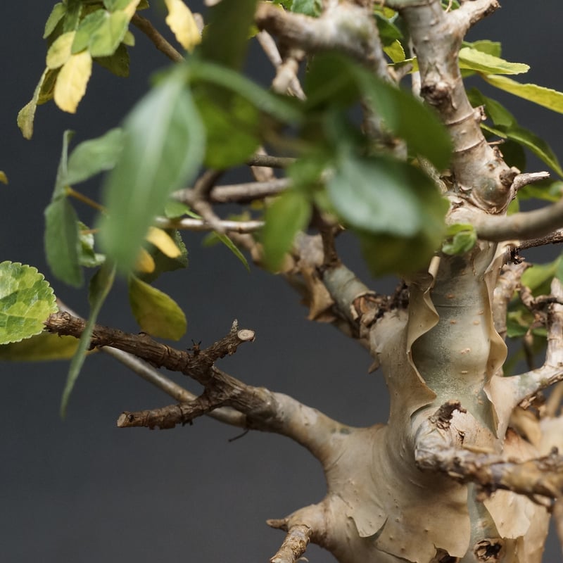 Commiphora kataf var. turkanensis