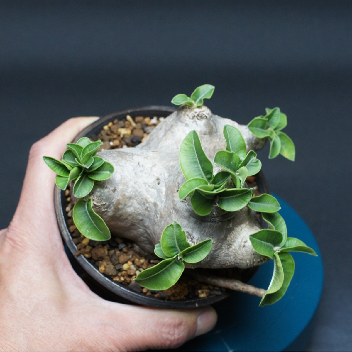 恵比寿笑ブレビカウレ NO2 Pachypodium brevicaule Pachypodium brevicaule パキポディウム ブレビカウレ 恵比寿笑い n