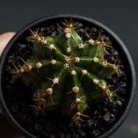 Gymnocalycium