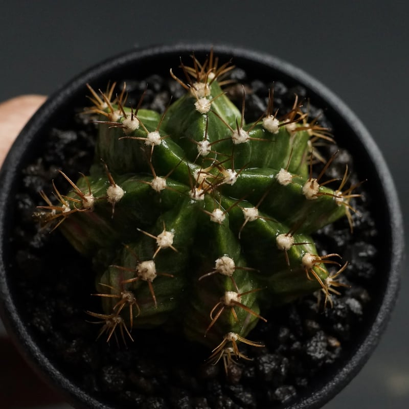 Gymnocalycium