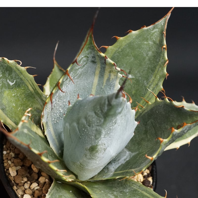 Agave parrasana Agave parrasana