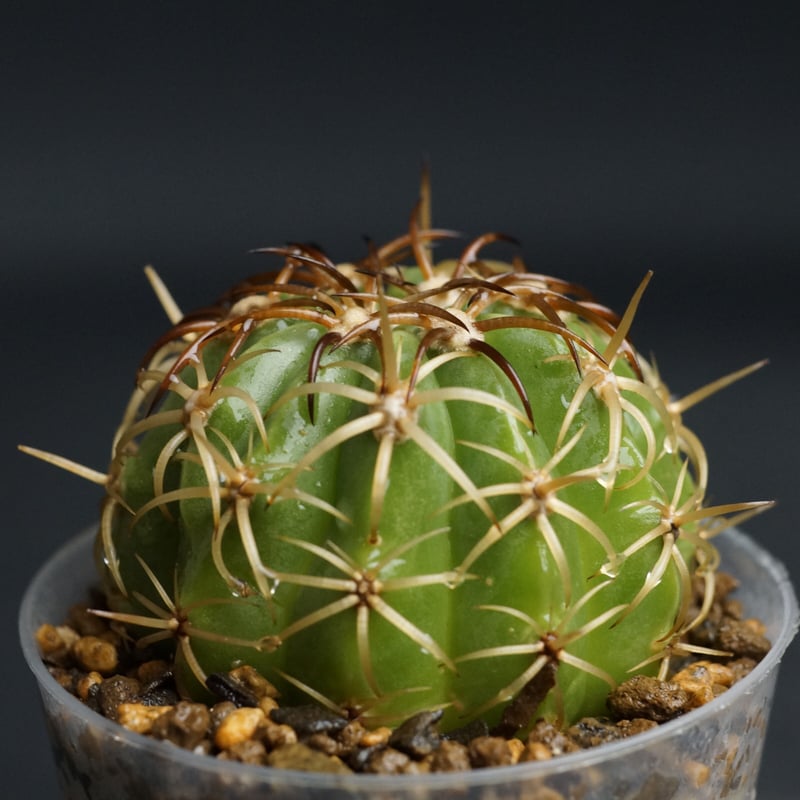 メロカクタス Melocactus amoenus メロカクタス 層雲錦 サボテン | plants MARU
