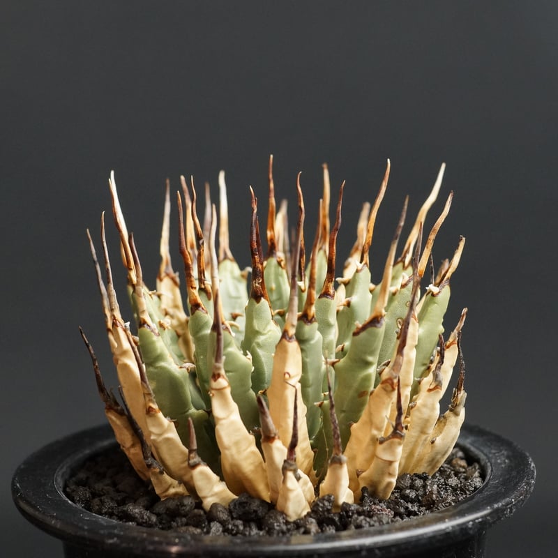 Agave utahensis var. eborispina