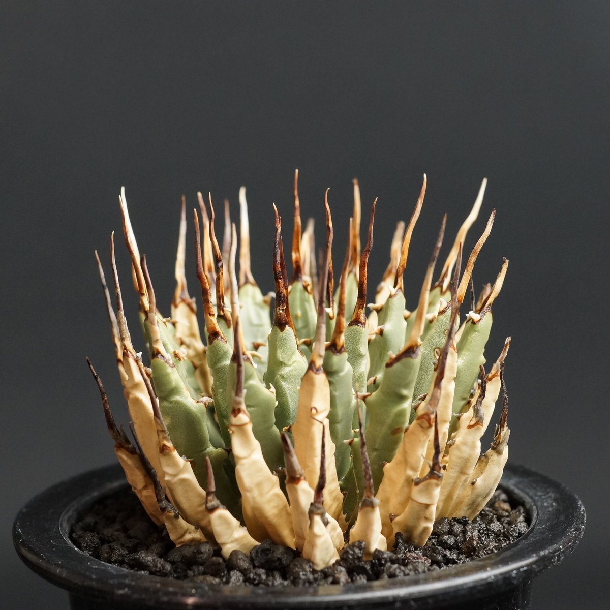 Agave utahensis var. eborispina