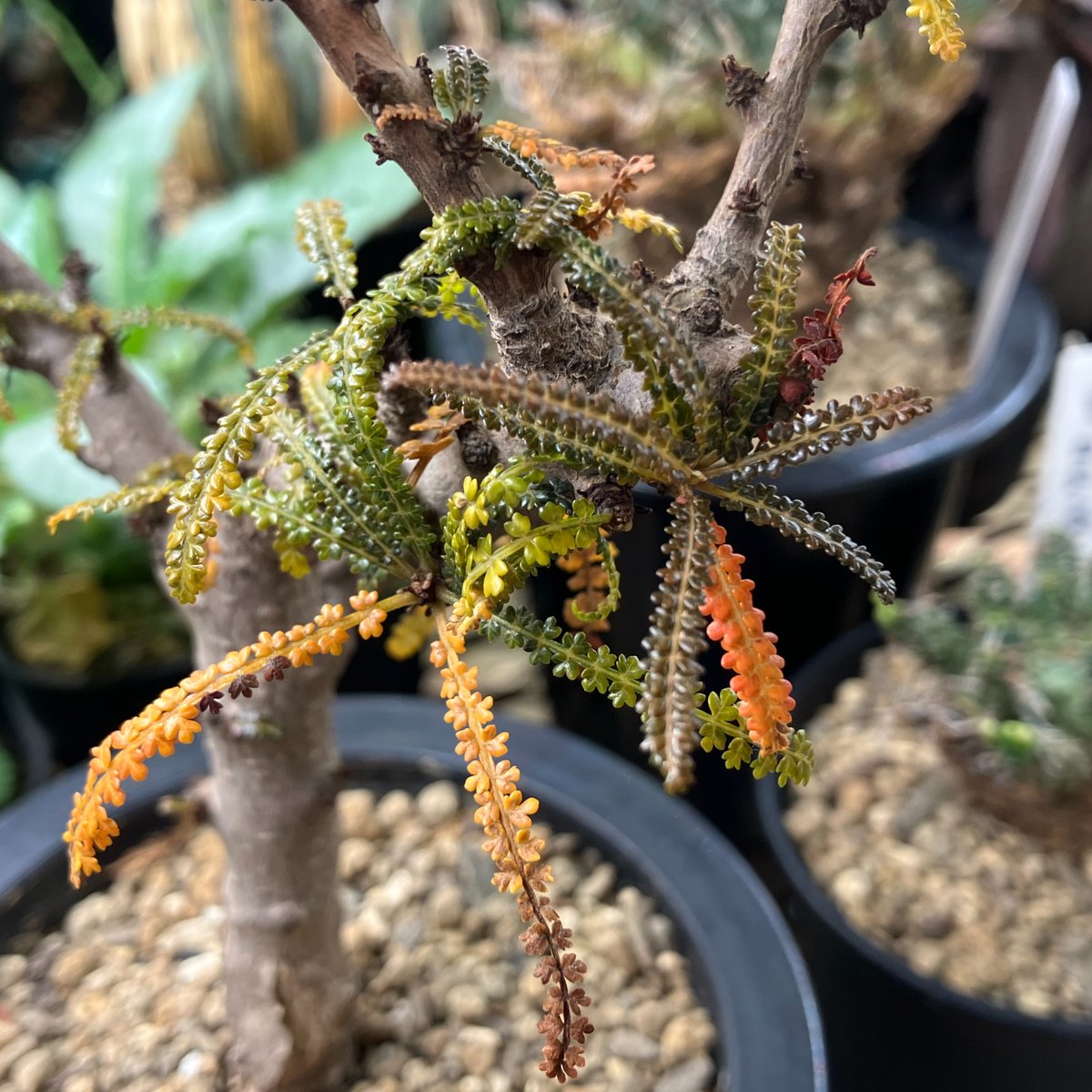 ボスウェリア ソコトラナ / 発根済み・海外実生 // Boswellia