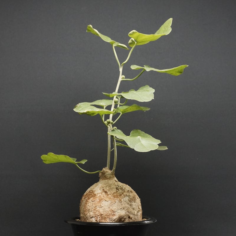 Pyrenacantha malvifolia