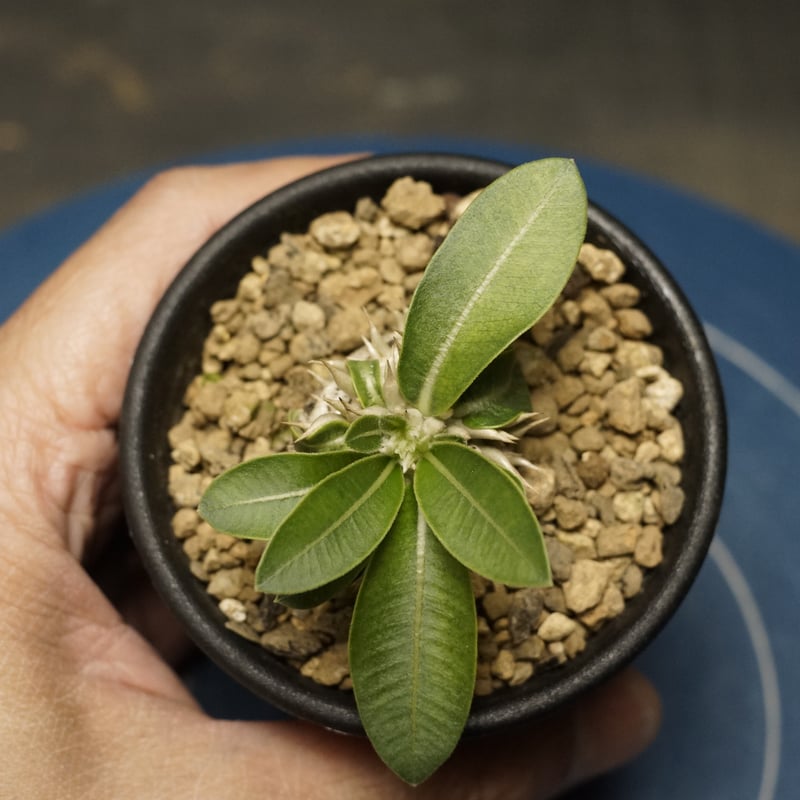 Pachypodium enigmaticum