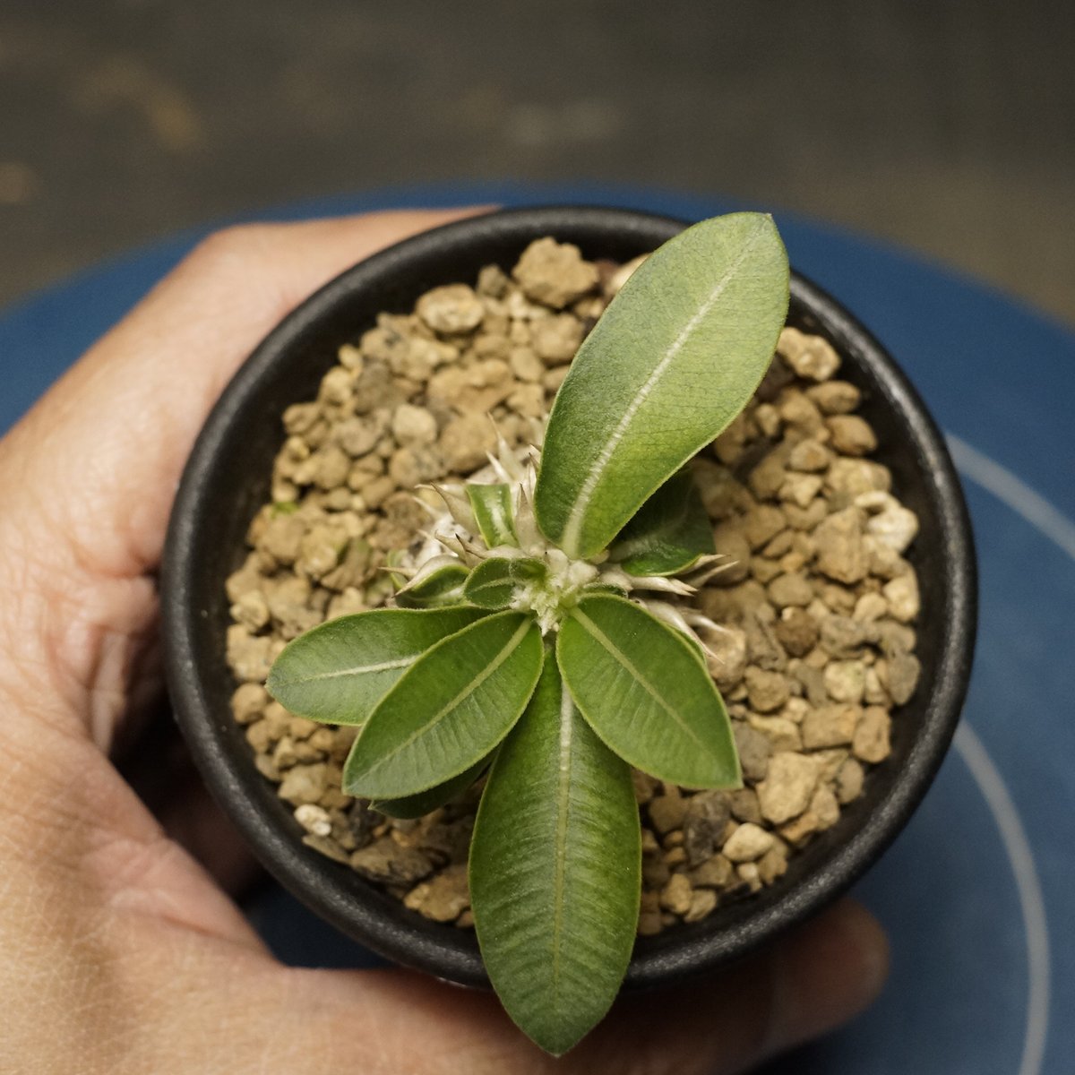 Pachypodium enigmaticum