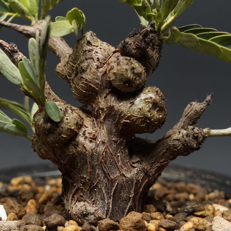 Senna meridionalis