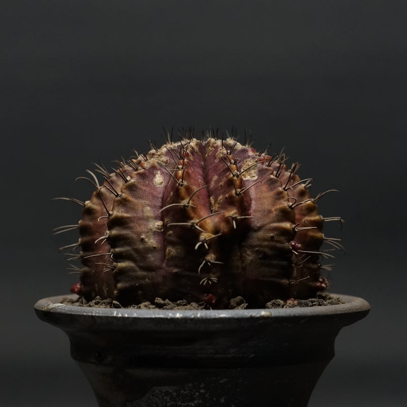 ギムノカリキウム ギムノカリキウム カブレラエンセ Gymnocalycium cabreraense Vos 16