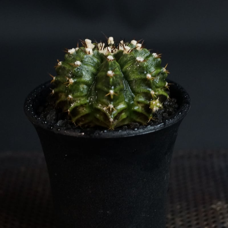 観葉植物 ギムノカリキウム (サボテン) 園芸ネット本店｜サボテン：ギムノカリキウム ハイブリッド 5号24-08