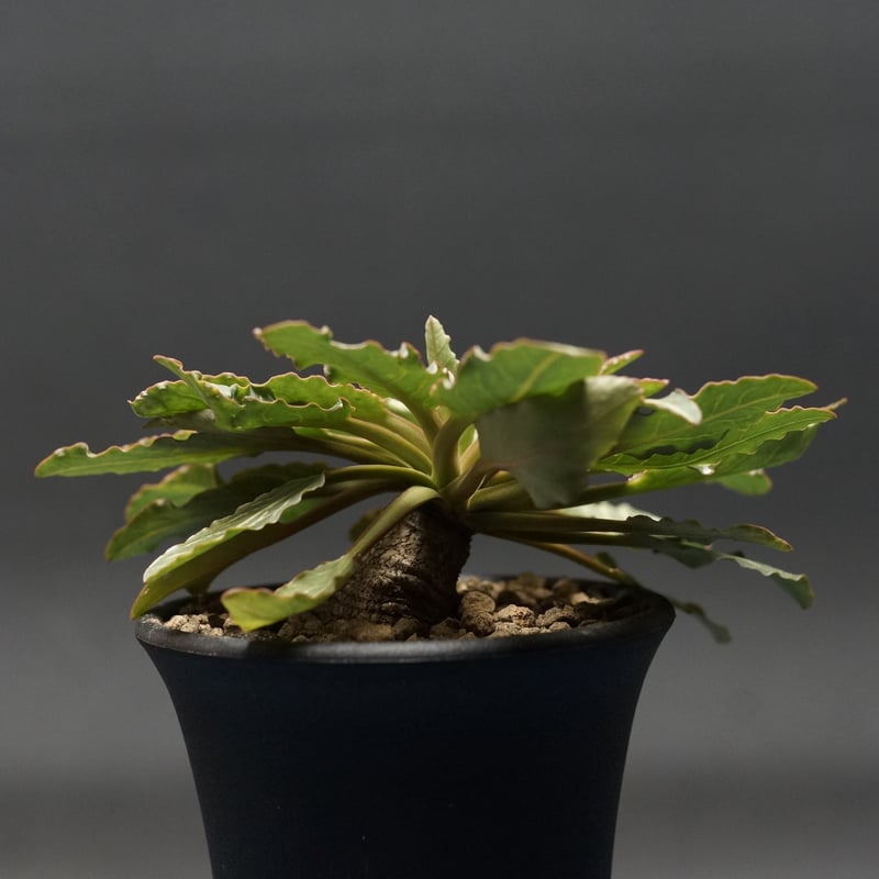 Euphorbia fish bone