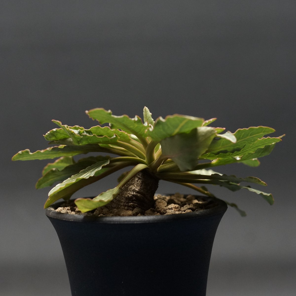 Euphorbia fish bone
