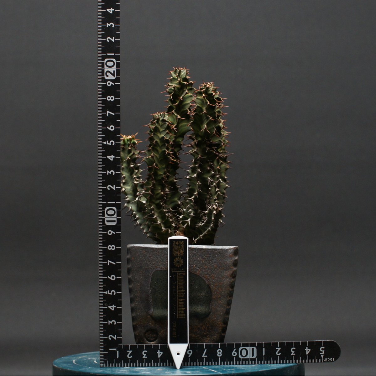 観葉植物 ユーフォルビア ノベリー 大株 （鉢付き)