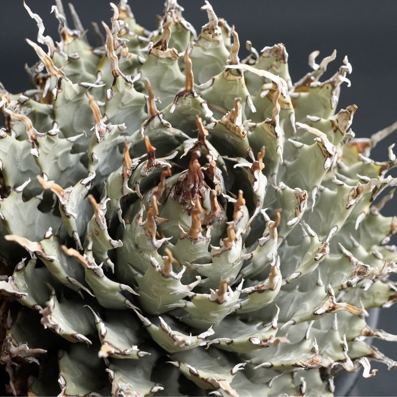 Agave utahensis eborispina