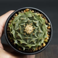 【大株】オブレゴニア帝冠 デニグリー spicy gem 送料無料]サボテン：オブレゴニア・デネグリイ（帝冠）4.5号23