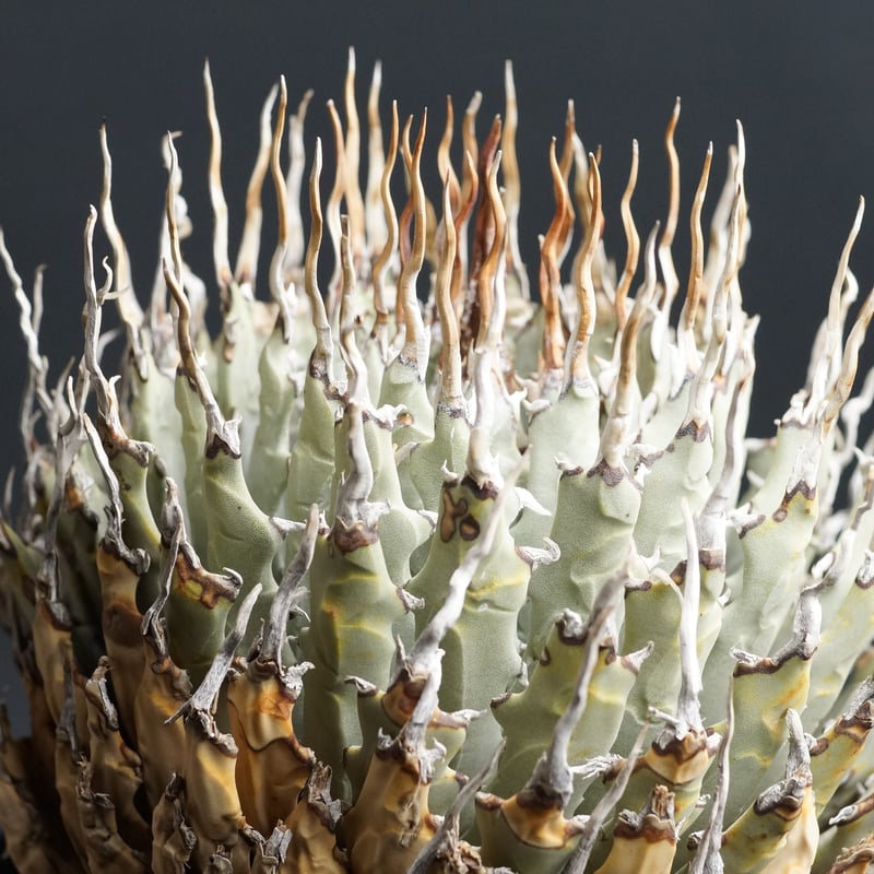 Agave utahensis eborispina