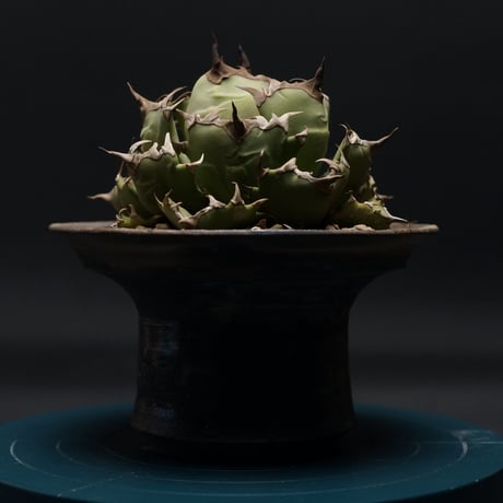 ようくんさん専用　チタノタ　姫巌龍・シーザー ようくんさん専用 チタノタ 姫巌龍・シーザー ようくんさん専用