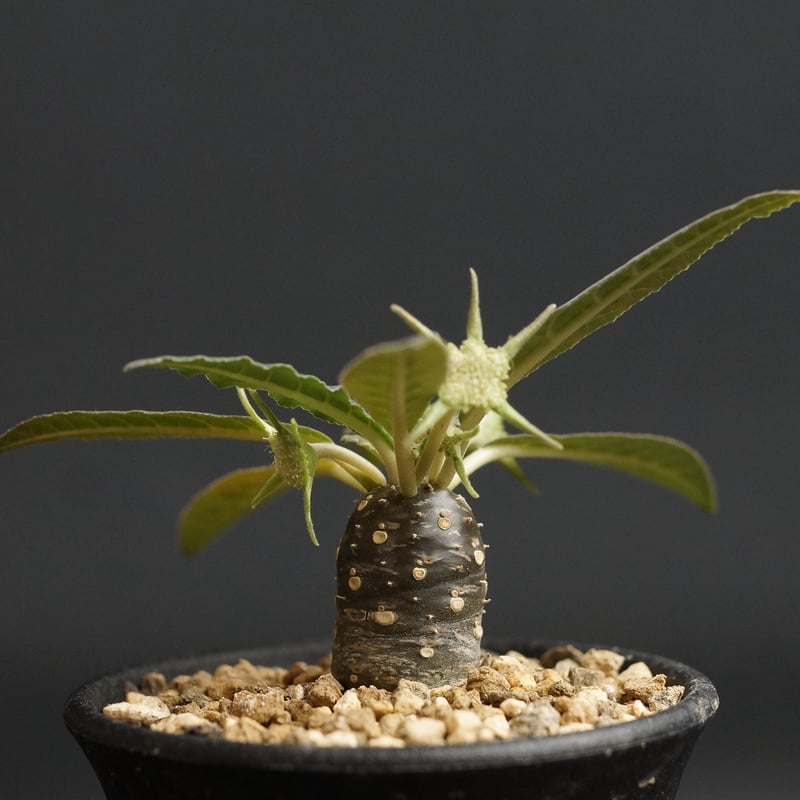 Dorstenia lancifolia