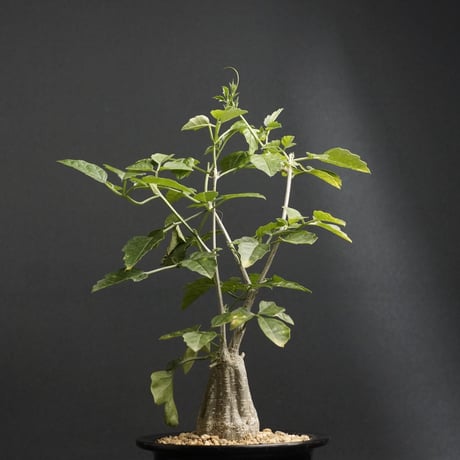 モモルディカロストラータ | STORES