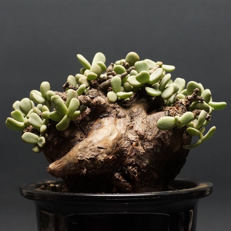 Ceraria pygmaea×N/OH　ケラリア ピグマエア　コレクション株 Ceraria pygmaea×N/OH ケラリア ピグマエア コレクション株 発根済み