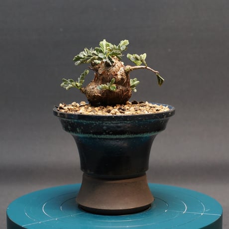 センナメリディオナリス | STORES