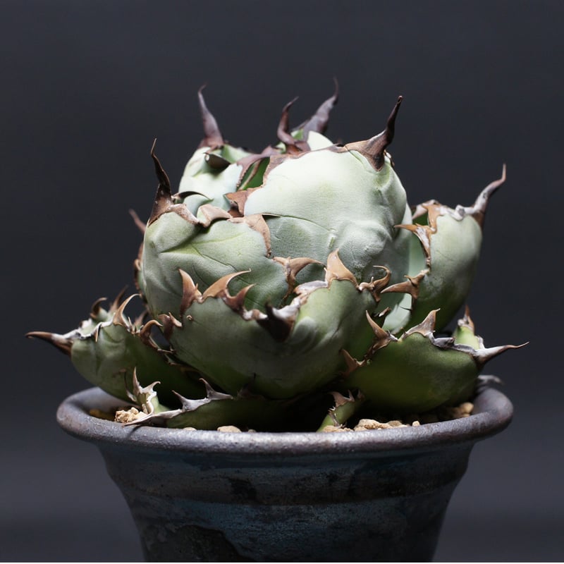 アガベ チタノタ【ブラック＆ブルー】 