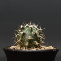 Gymnocalycium