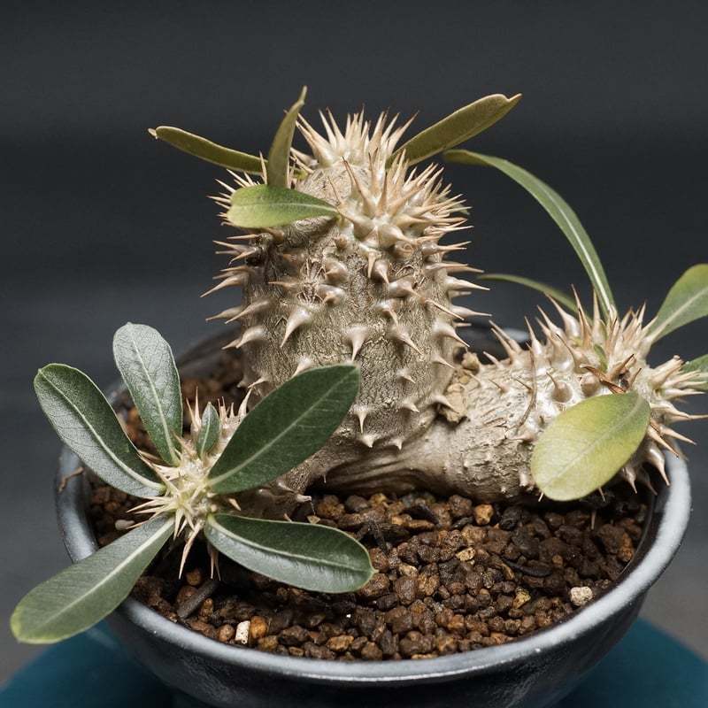 パキポディウム デンシカウレ 恵比寿大黒 Pachypodium Densicaule