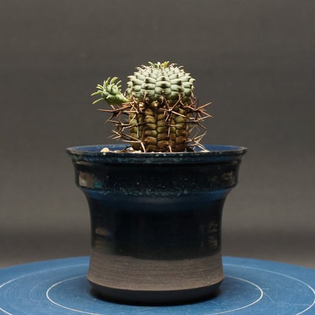 ユーフォルビア | STORES