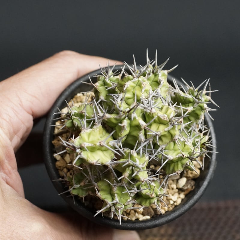 Euphorbia mitriformis